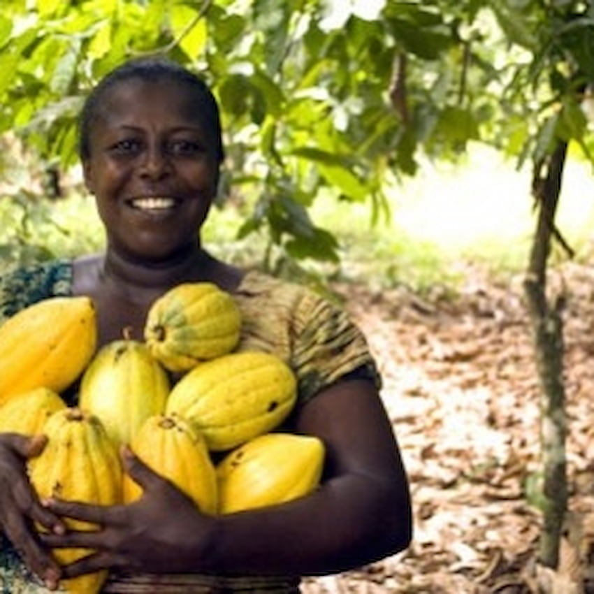 Leonidas opte pour le cacao durable